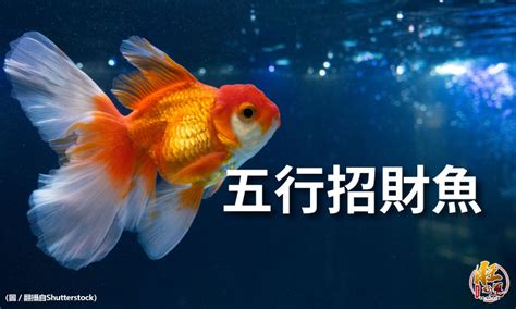 廚房招財顏色 魚 數量 風水